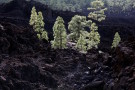 Trees in Rocks Lit from Behind by Sun
